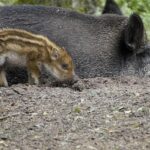 Meet the Novato ‘Wonderlady’ Turning Manuscripts into Published Books-No Magic Required!