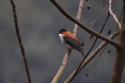 Pelosi Urges Swalwell to Step Aside in Governor’s Race