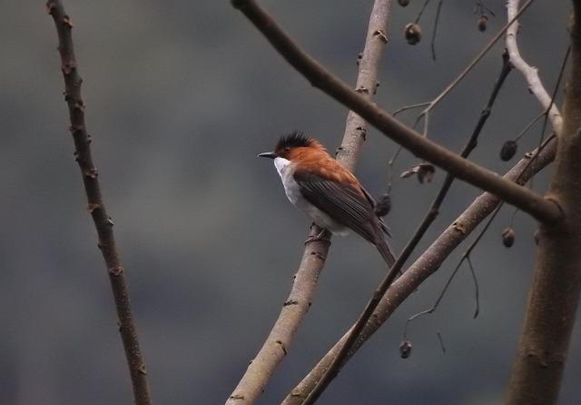 Pelosi Urges Swalwell to Step Aside in Governor’s Race