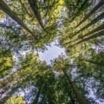 Uncover the Fascinating Legacy of Californio Settlers in Marin County: Explore ‘Rancho Roots’!