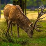 Richmond’s Bold Move: Man Faces Felony Charges for Exploiting Trafficked Girl for Sex