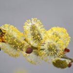 Pelosi Commends Law Enforcement for Swift Response to WHCD Shooting Incident