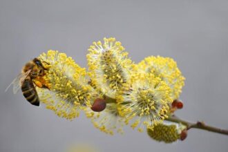 Pelosi Commends Law Enforcement for Swift Response to WHCD Shooting Incident