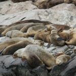 Inspiring Comeback: Sea Lion Pup ‘Irving’ Flourishes in Sausalito Rehabilitation!
