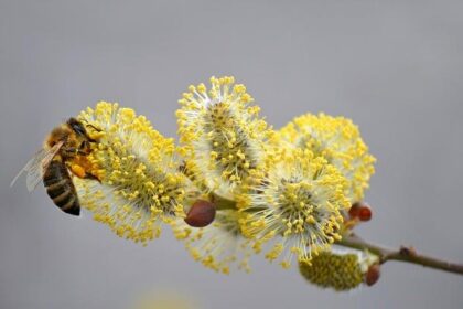 Pelosi and Connie Chan Unite for an Exciting Bay Area Fundraiser!