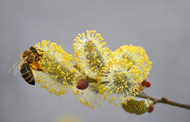 Pelosi and Connie Chan Unite for an Exciting Bay Area Fundraiser!