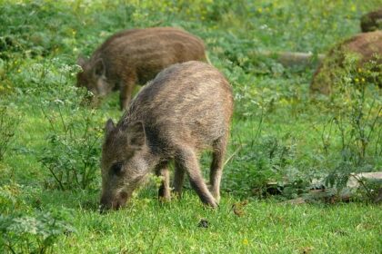 Novato Officials Warn Residents: Beware of Phishing Scam Targeting Permit Applicants!