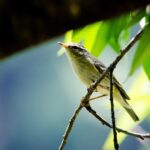 Pelosi Condemns Shocking Violence at White House Press Corps Dinner