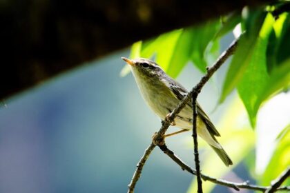 Pelosi Condemns Shocking Violence at White House Press Corps Dinner