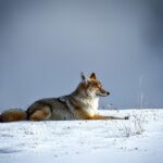 Discover the Surprising Origins of Alcatraz’s Coyotes!