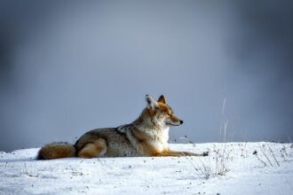 Discover the Surprising Origins of Alcatraz’s Coyotes!