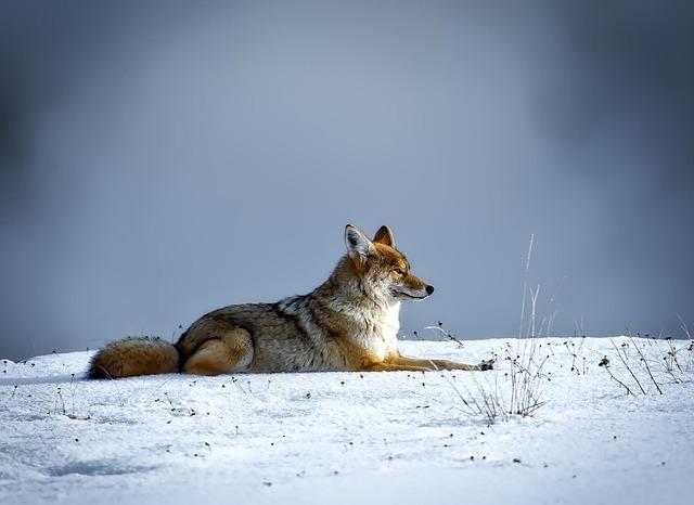 Discover the Surprising Origins of Alcatraz’s Coyotes!