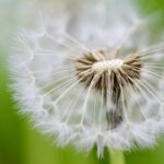 Unpacking the Bay Area’s Seed Funding Success: What Sets It Apart?