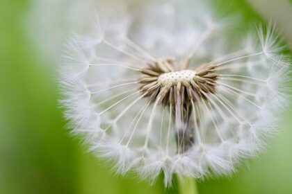 Unpacking the Bay Area’s Seed Funding Success: What Sets It Apart?