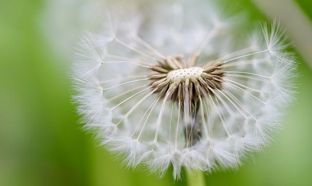 Unpacking the Bay Area’s Seed Funding Success: What Sets It Apart?