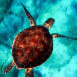 Operation Turtle Rescue: Daly City Man Faces Charges for Smuggling Musk Turtles!