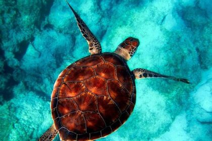 Operation Turtle Rescue: Daly City Man Faces Charges for Smuggling Musk Turtles!