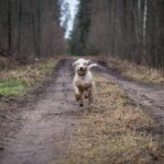 Unleashed Freedom: The Thrilling Debate Over Off-Leash Dogs