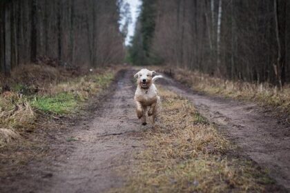 Unleashed Freedom: The Thrilling Debate Over Off-Leash Dogs