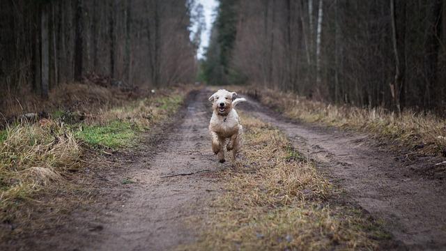 Unleashed Freedom: The Thrilling Debate Over Off-Leash Dogs
