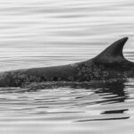 Heartbreaking Loss: Nearly 20% of Gray Whales Die After Entering San Francisco Bay