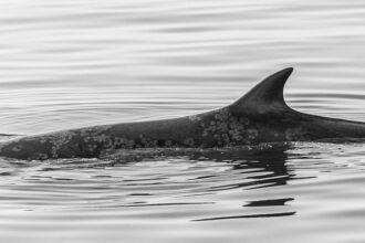 Heartbreaking Loss: Nearly 20% of Gray Whales Die After Entering San Francisco Bay
