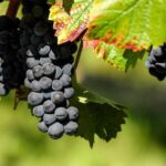 Warning: Costco Grape Vines May Be Hiding a Threat to Wine Country!