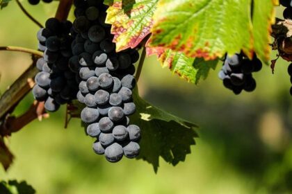 Warning: Costco Grape Vines May Be Hiding a Threat to Wine Country!