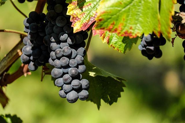 Warning: Costco Grape Vines May Be Hiding a Threat to Wine Country!