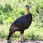 Stay Safe This Season: The Surprising Dangers of Wild Turkeys in Alameda!