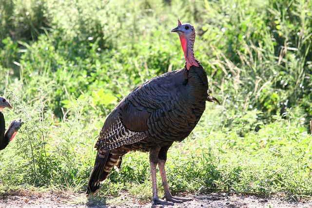 Stay Safe This Season: The Surprising Dangers of Wild Turkeys in Alameda!