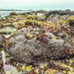 Pacific Grove Closes Lovers Point Beach Due to Shark Warnings After Whale Stranding