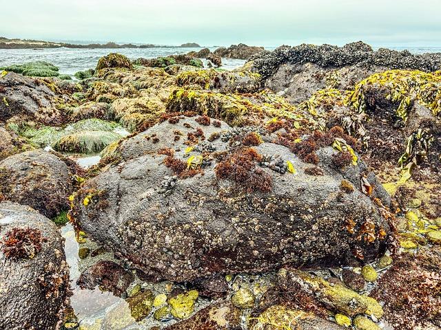 Pacific Grove Closes Lovers Point Beach Due to Shark Warnings After Whale Stranding