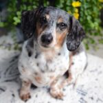 Wiener and Chan Go Head-to-Head in Thrilling Race for SF’s Congressional Seat This November!