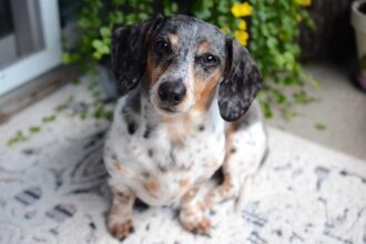 Wiener and Chan Go Head-to-Head in Thrilling Race for SF’s Congressional Seat This November!