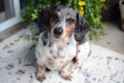 Wiener and Chan Go Head-to-Head in Thrilling Race for SF’s Congressional Seat This November!