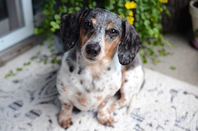 Wiener and Chan Go Head-to-Head in Thrilling Race for SF’s Congressional Seat This November!