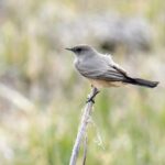 Phoebe Bridgers Delivers an Unforgettable Phone-Free Concert Experience in San Francisco!