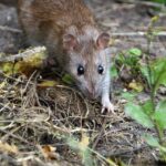 Unraveling the Mystery: How a Leptospirosis Patient’s Illness Ties to Wild Rats