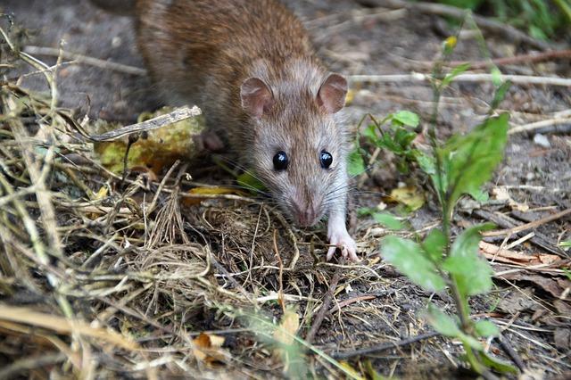 Unraveling the Mystery: How a Leptospirosis Patient’s Illness Ties to Wild Rats