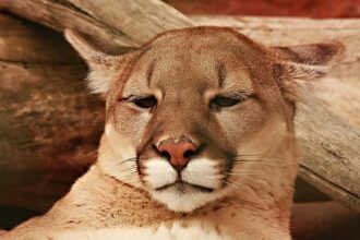 Mountain Lion Saved from Peninsula Finds New Sanctuary in the Santa Cruz Mountains!
