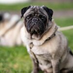 Heartwarming Rescue: Pug Found Safe After Days Lost in Deep Hole!