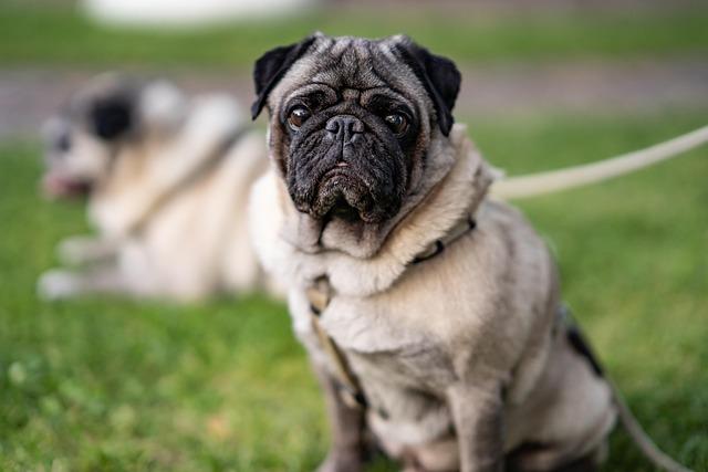 Heartwarming Rescue: Pug Found Safe After Days Lost in Deep Hole!