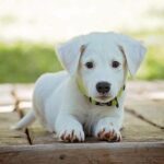 Desperate Search Launched as Multiple Dogs Go Missing from NorCal Animal Sanctuary!