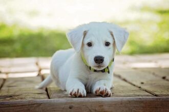 Desperate Search Launched as Multiple Dogs Go Missing from NorCal Animal Sanctuary!