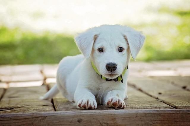 Desperate Search Launched as Multiple Dogs Go Missing from NorCal Animal Sanctuary!