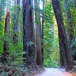 Redwood High Student’s Award-Winning Photo Set to Shine in a 250-Year Time Capsule!