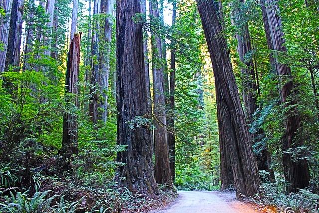 Redwood High Student’s Award-Winning Photo Set to Shine in a 250-Year Time Capsule!