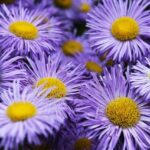Uncover the Magic of Marin Art and Garden Center in Ross – Enjoy Free Admission!