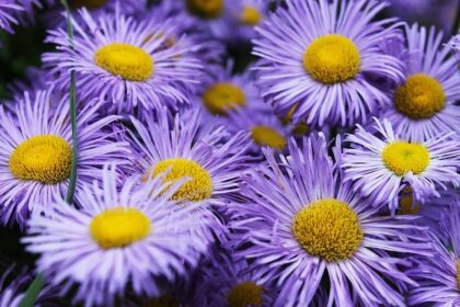 Uncover the Magic of Marin Art and Garden Center in Ross – Enjoy Free Admission!
